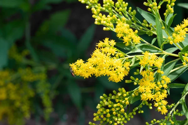 stock image beautiful bright  flowers, close up