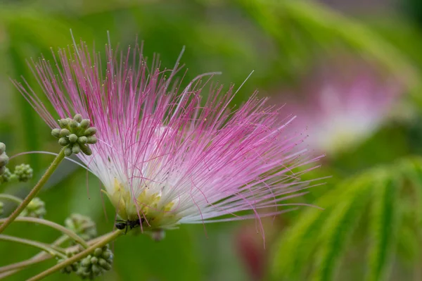 stock image close up of white and pink fluffy flowers in the garden