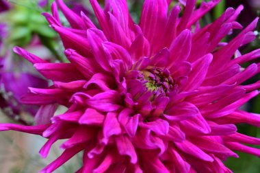 Güzel parlak çiçek, kapat