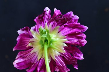 Siyah arka planda güzel pembe çiçek, yaz konsepti, yakın görüş