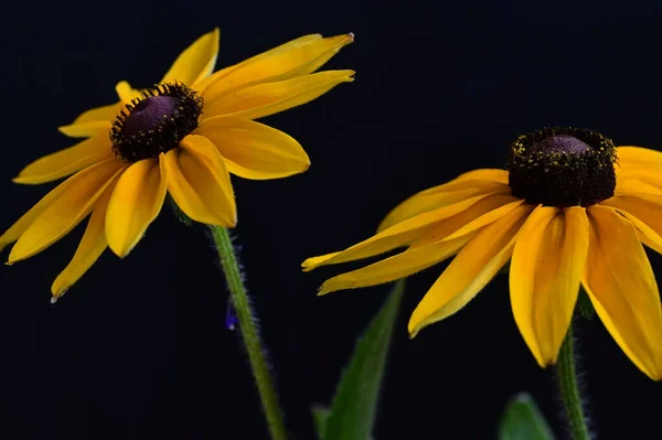 黑色背景的黄色花朵 — 图库照片