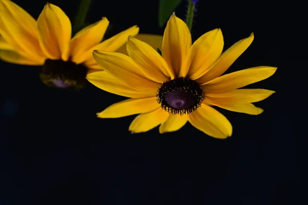 Жовті Квіти Чорному Фоні — стокове фото