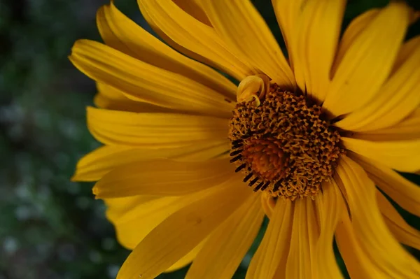 Helle Blume Aus Nächster Nähe — Stockfoto