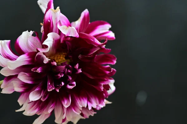 stock image bright  flower, close up