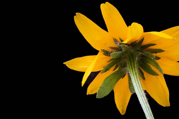 Sárga Virágok Fekete Háttér — Stock Fotó