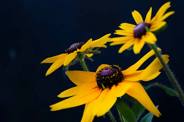 Yellow Flowers Black Background — Stock Photo, Image