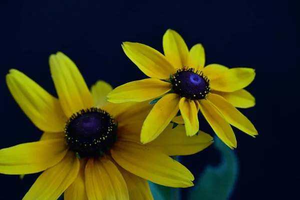 黑色背景的黄色花朵 — 图库照片