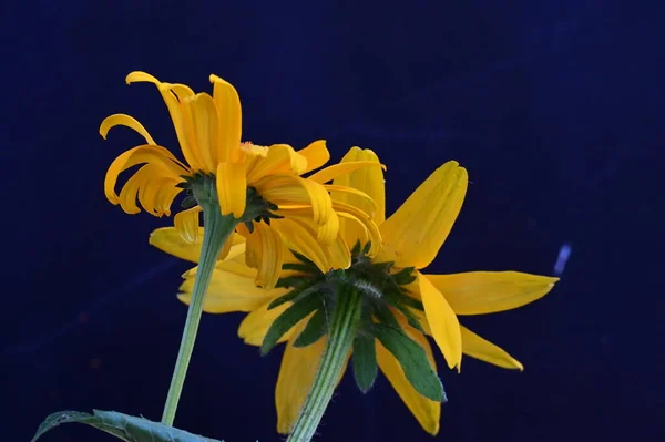 Flores Amarillas Sobre Fondo Negro — Foto de Stock