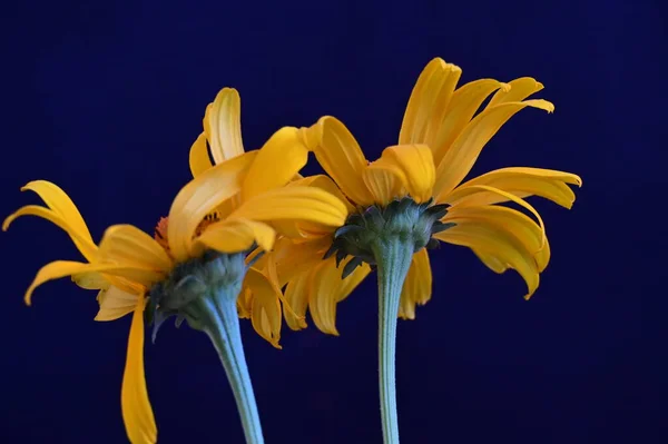 stock image yellow flowers on black background