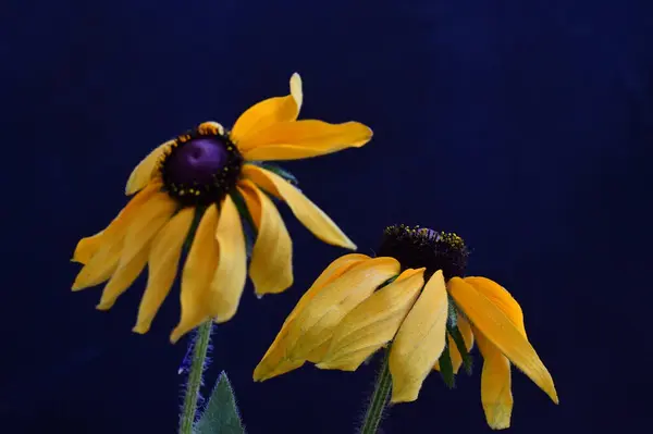 Gele Bloemen Zwarte Achtergrond — Stockfoto
