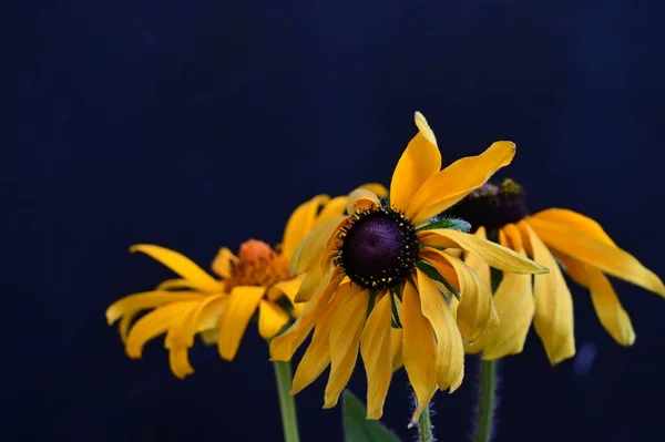 Жовті Квіти Чорному Фоні — стокове фото