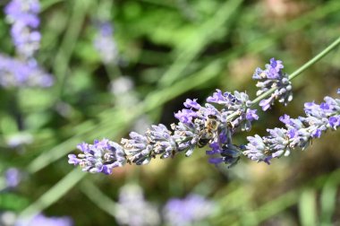 Bahçede arılı güzel çiçekler
