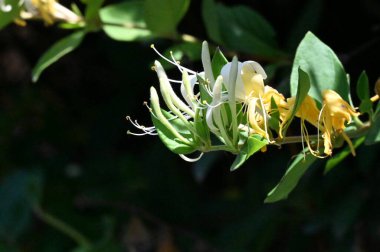 güzel parlak Çiçekler, yakın