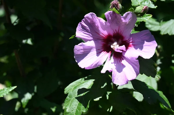 Bahçedeki Güzel Parlak Çiçek — Stok fotoğraf