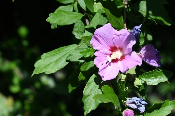 庭の美しい明るい花 — ストック写真