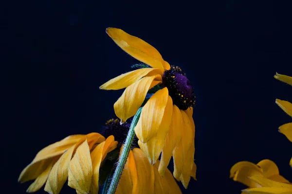 stock image beautiful bright  flowers, close up