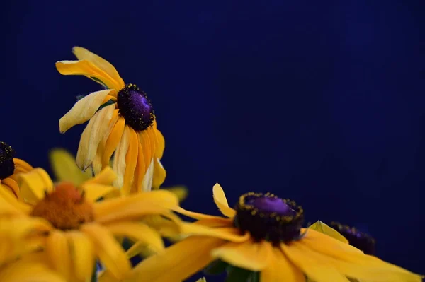 Όμορφα Φωτεινά Λουλούδια Κοντινό — Φωτογραφία Αρχείου