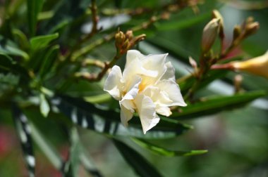 Bahçedeki güzel, parlak çiçek 