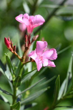 güzel parlak Çiçekler, yakın