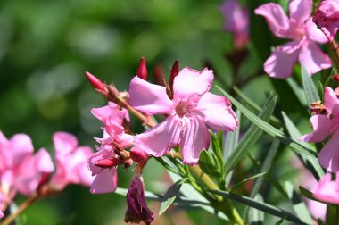güzel parlak Çiçekler, yakın