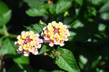 güzel parlak Çiçekler, yakın