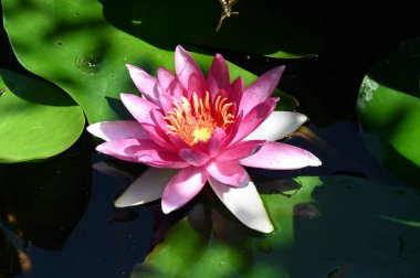 Güzel botanik fotoğrafı, doğal duvar kağıdı. Güzel su zambağı çiçeği