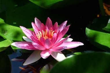 Güzel botanik fotoğrafı, doğal duvar kağıdı. Güzel su zambağı çiçeği