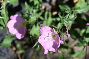 güzel parlak Çiçekler, yakın