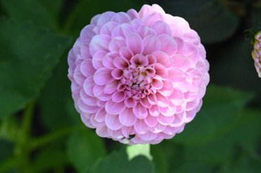 Bahçedeki güzel, parlak çiçek 