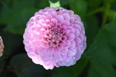 Bahçedeki güzel, parlak çiçek 