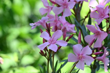 güzel parlak Çiçekler, yakın