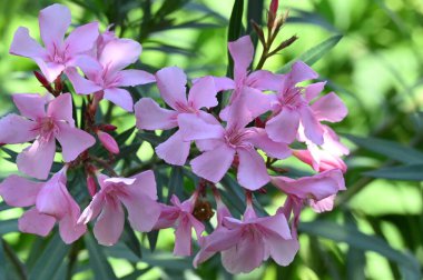 güzel parlak Çiçekler, yakın