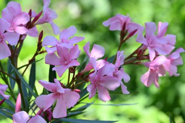 güzel parlak Çiçekler, yakın
