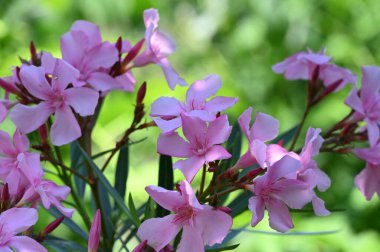 güzel parlak Çiçekler, yakın
