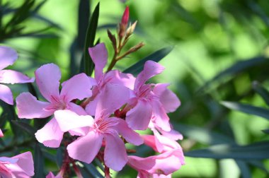 güzel parlak Çiçekler, yakın