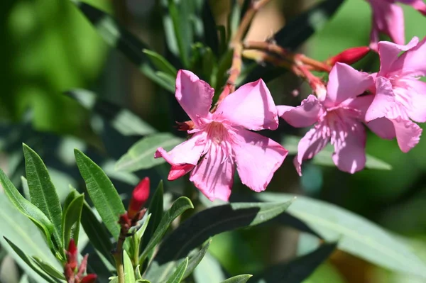 Stock image beautiful bright  flowers, close up