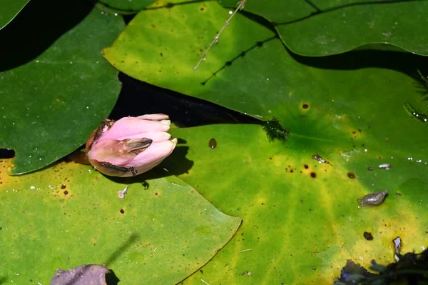 Krásný Botanický Záběr Přírodní Tapety Krásná Vodní Lilie Květina — Stock fotografie