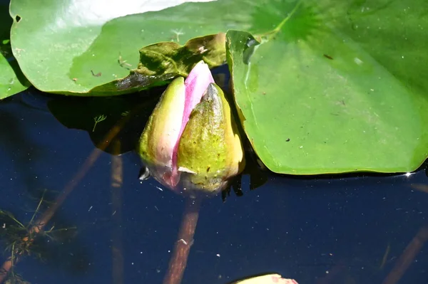Mooi Botanisch Schot Natuurlijk Behang Mooie Waterlelie Bloem — Stockfoto