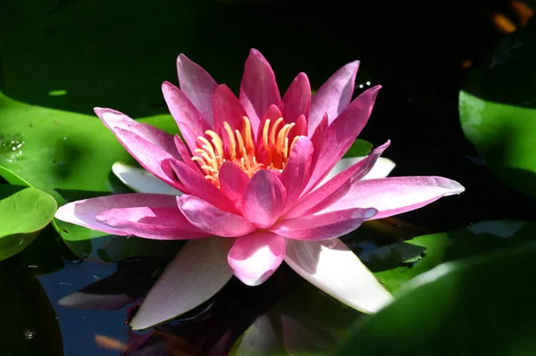 Красивий Ботанічний Знімок Природні Шпалери Красива Квітка Водяної Лілії — стокове фото