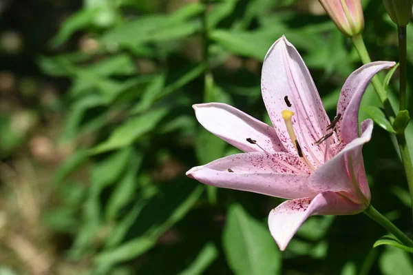 Красивый Яркий Цветок Лилии Саду — стоковое фото