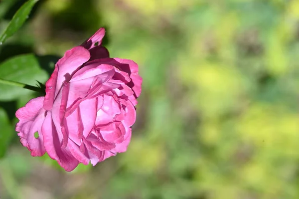 Beautiful Bright Rose Flower Garden — Stok fotoğraf