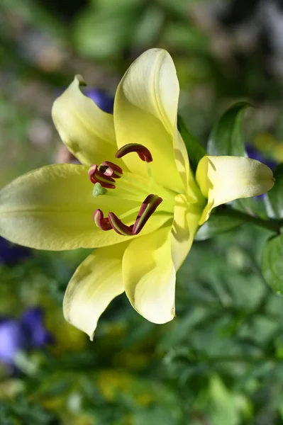 Vacker Ljus Lilja Blomma Trädgården — Stockfoto