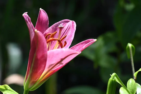 庭の美しい明るいユリの花 — ストック写真