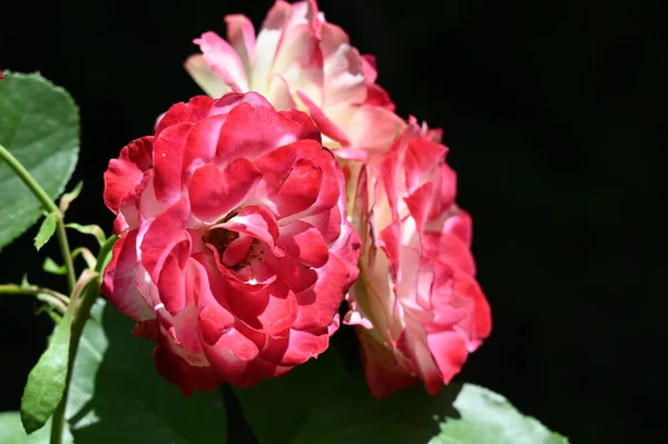Belles Roses Lumineuses Fleurs Gros Plan — Photo