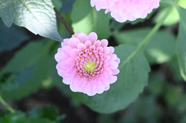 stock image beautiful bright  flowers, close up