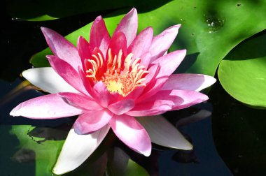 Güzel pembe nilüfer gölette