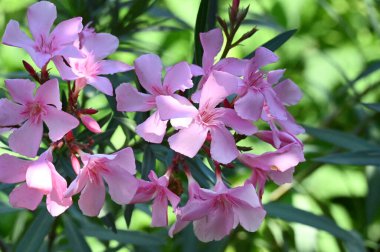 Güzel pembe çiçekler, çiçek konsepti