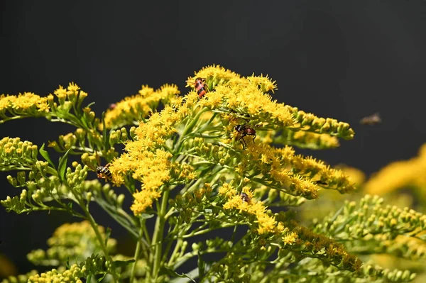 stock image insects  sitting on  flowers in the garden