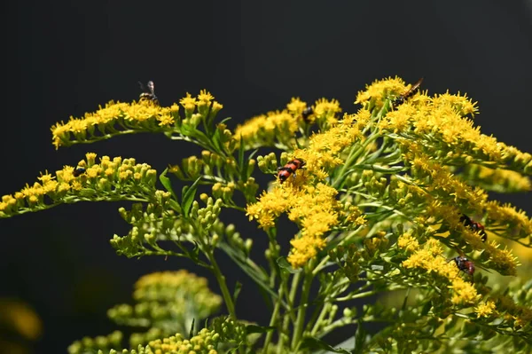 stock image insects  sitting on  flowers in the garden