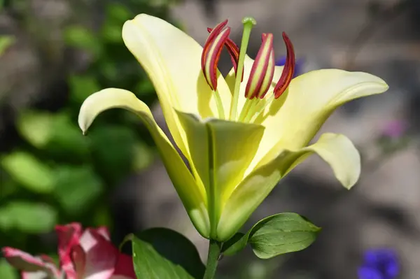 Schöne Helle Lilienblüte Garten Nahaufnahme — Stockfoto